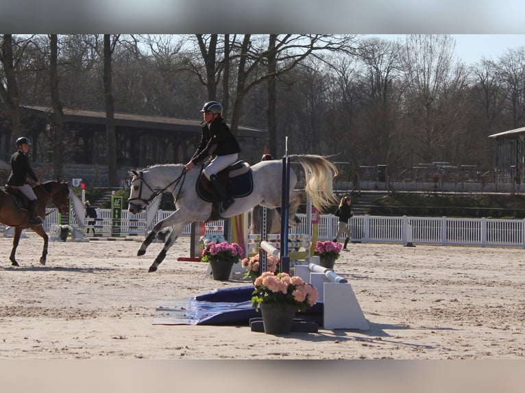 Welsh B Mare 6 years 12,2 hh Grey in La Flamengrie