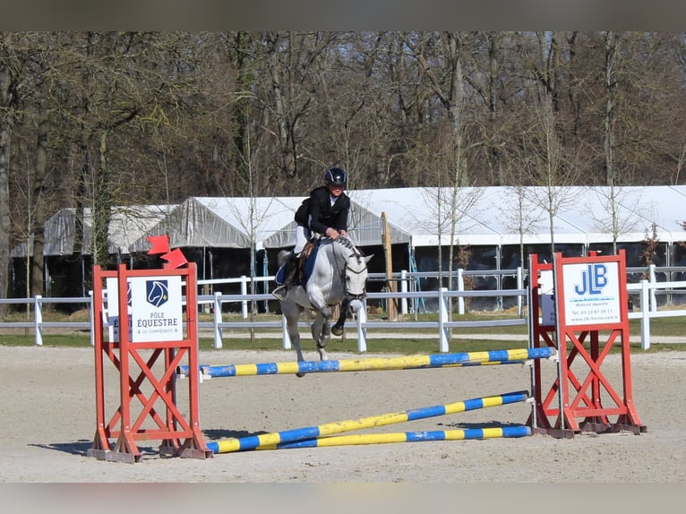 Welsh B Mare 6 years 12,2 hh Grey in La Flamengrie