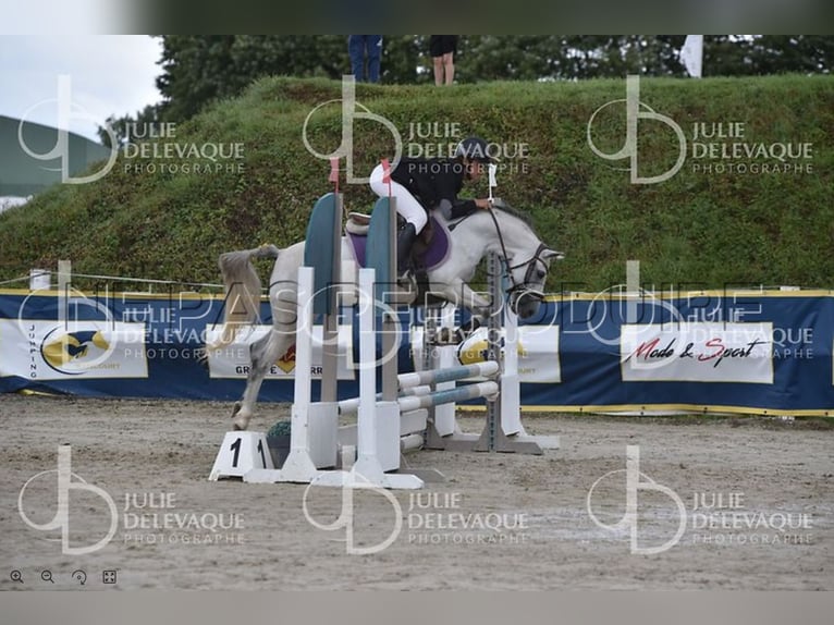 Welsh B Mare 6 years 12,2 hh Grey in La Flamengrie