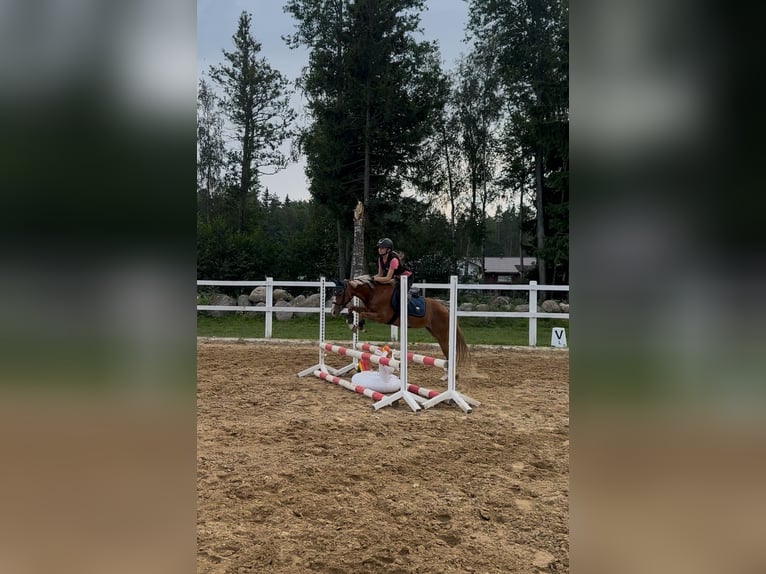 Welsh B Mare 6 years 12,3 hh Chestnut in Haljala vald