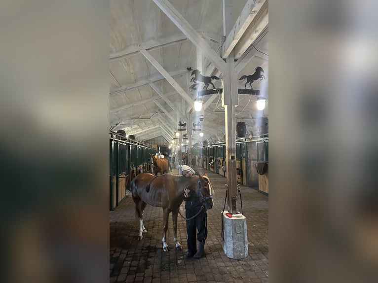 Welsh B Mare 6 years 12,3 hh Chestnut in Haljala vald