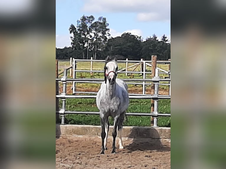 Welsh B Mare 6 years 12,3 hh Grey-Dark-Tan in Steinborn