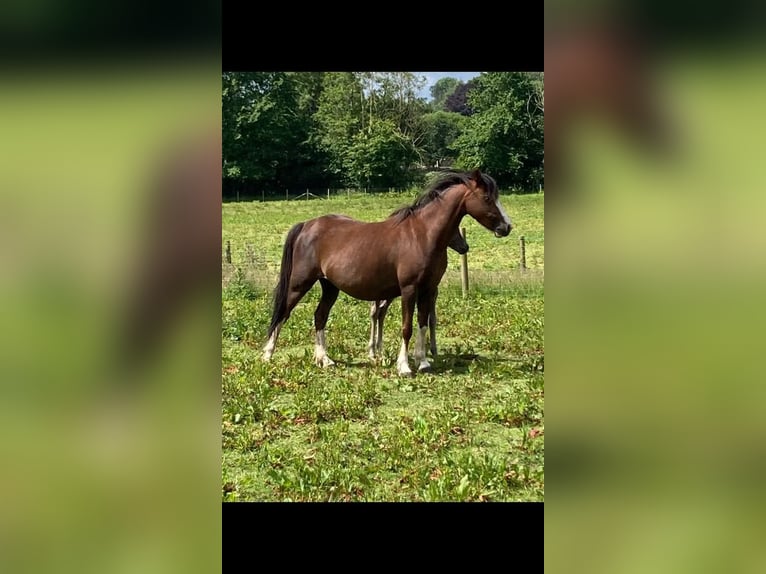 Welsh B Mare 6 years 12,3 hh Grey-Dark-Tan in Steinborn