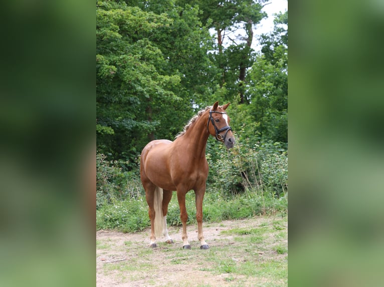 Welsh B Mare 6 years 13 hh Chestnut-Red in Heemskerk