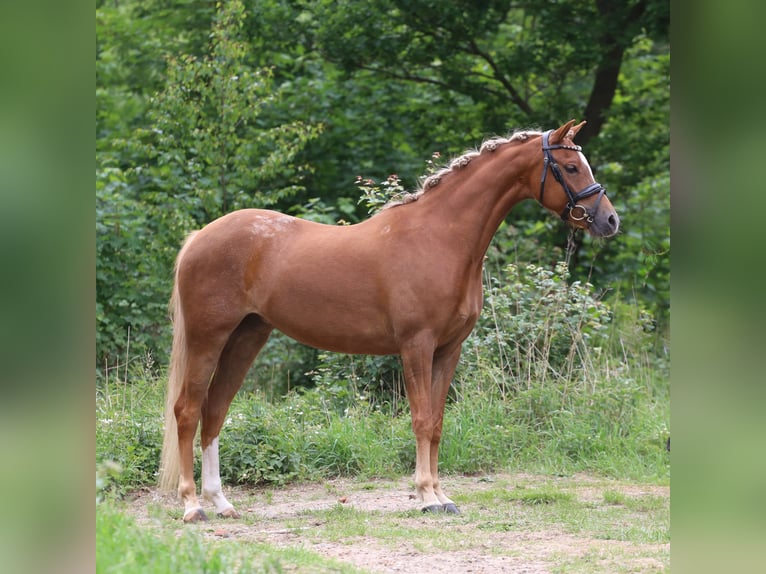 Welsh B Mare 6 years 13 hh Chestnut-Red in Heemskerk