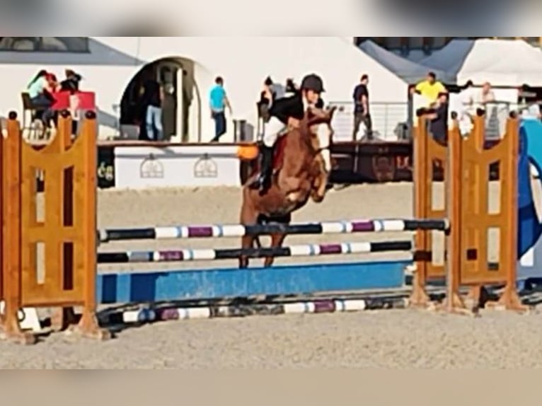 Welsh B Mare 6 years 13 hh Chestnut-Red in Pócsmegyer
