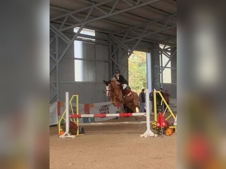 Welsh B Mare 6 years 13 hh Chestnut-Red in Pócsmegyer