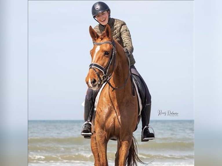 Welsh B Mare 6 years 16,1 hh Chestnut-Red in Hoogeveen
