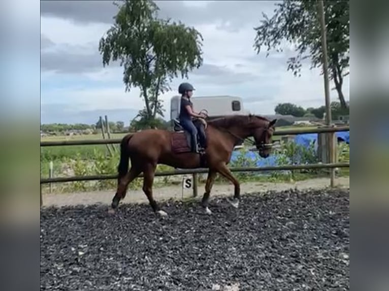 Welsh B Mare 6 years 16,1 hh Chestnut-Red in Hoogeveen