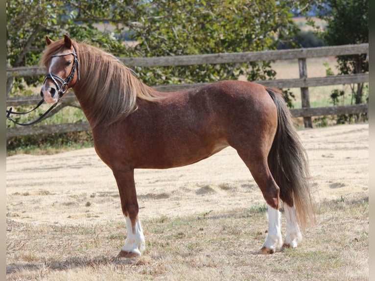 Welsh B Mare 7 years 12,1 hh Chestnut-Red in Rechnitz