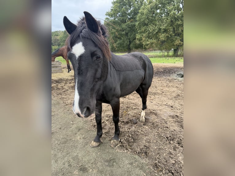 Welsh B Mix Mare 7 years 12.2 hh Black in Goch