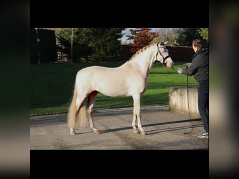 Welsh B Mare 7 years 12.2 hh Chestnut-Red in Nuland