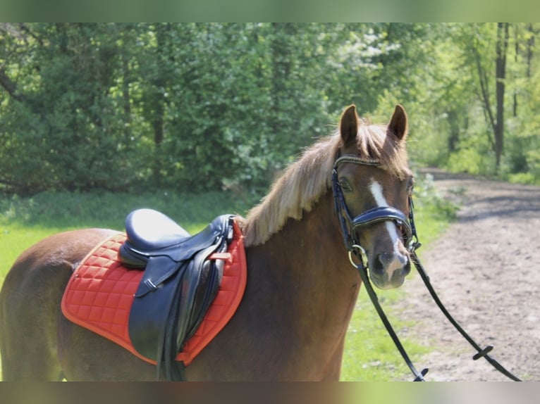 Welsh B Mare 7 years 12.2 hh Chestnut in Amstelveen