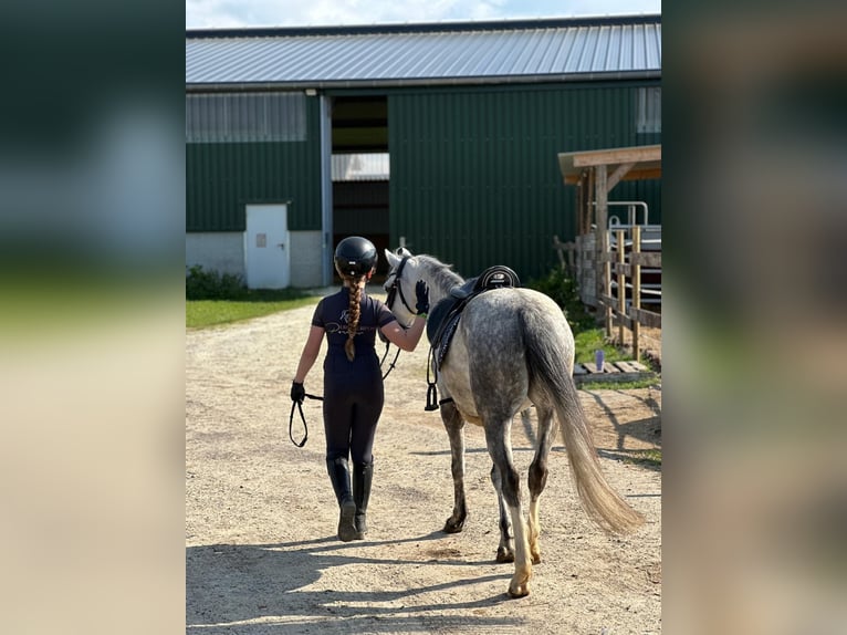 Welsh B Mare 7 years 12.3 hh Grey in Korschenbroich