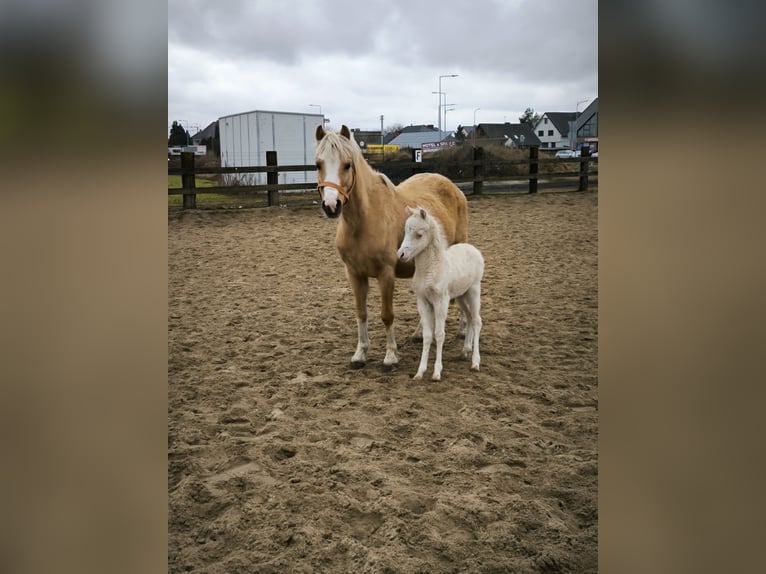Welsh B Mare 7 years 12 hh Palomino in Zawada