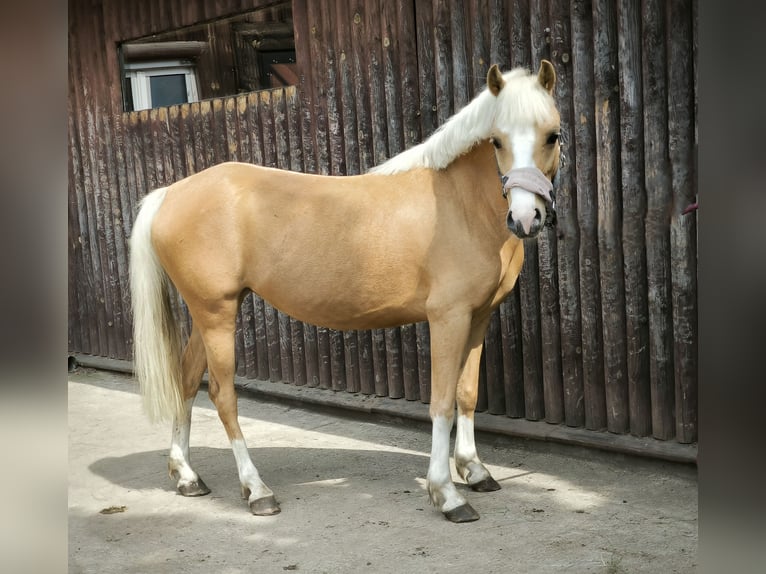Welsh B Mare 7 years 12 hh Palomino in Zawada