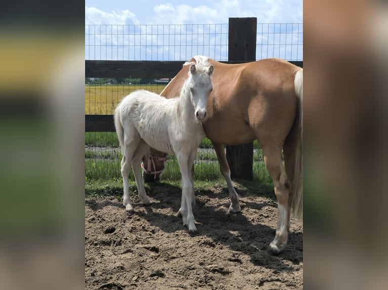 Welsh B Mare 7 years 12 hh Palomino in Zawada