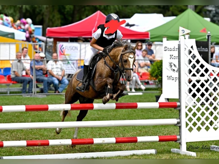 Welsh B Mare 7 years 12 hh Palomino in Wągrowiec