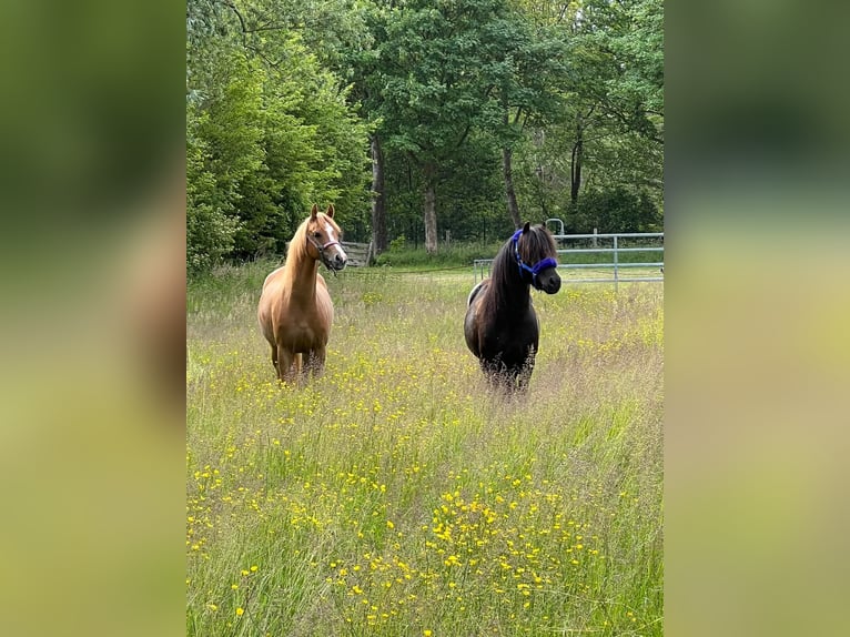 Welsh B Mare 7 years 12,1 hh Chestnut-Red in Lelystad