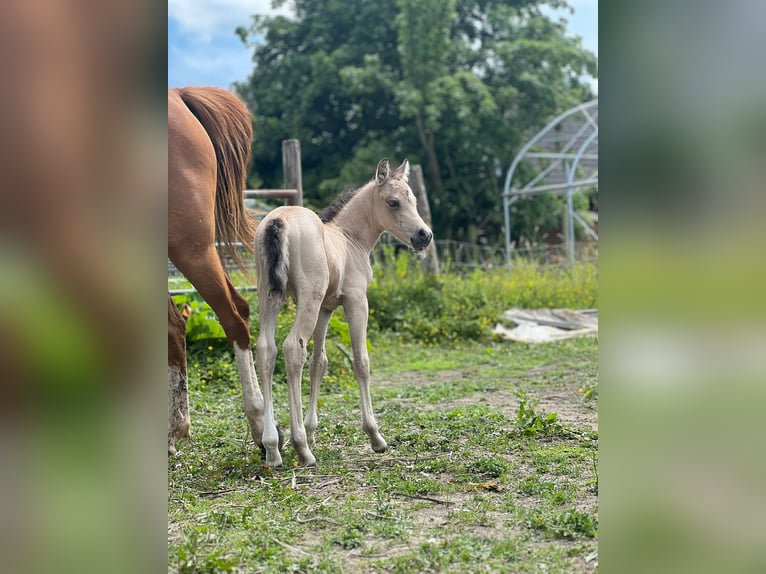 Welsh B Mare 7 years 12,1 hh Chestnut-Red in Lelystad