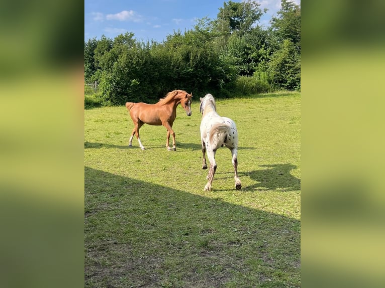 Welsh B Mare 7 years 12,1 hh Chestnut-Red in Lelystad