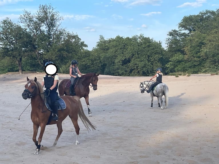 Welsh B Mare 7 years 12,1 hh Chestnut-Red in Haaren