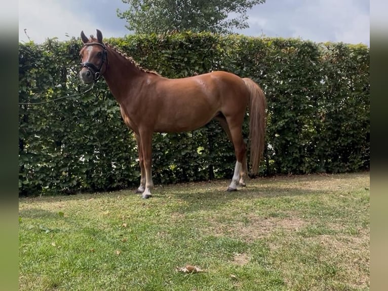 Welsh B Mare 7 years 12,1 hh Chestnut-Red in Haaren