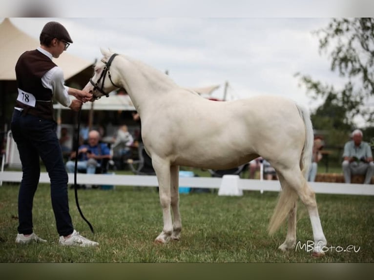 Welsh B Mare 7 years 12,1 hh Cremello in Zoelen