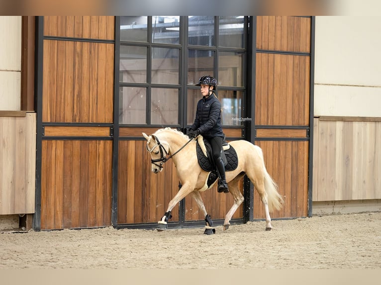Welsh B Mare 7 years 12,1 hh Palomino in Oost West en Middelbeers