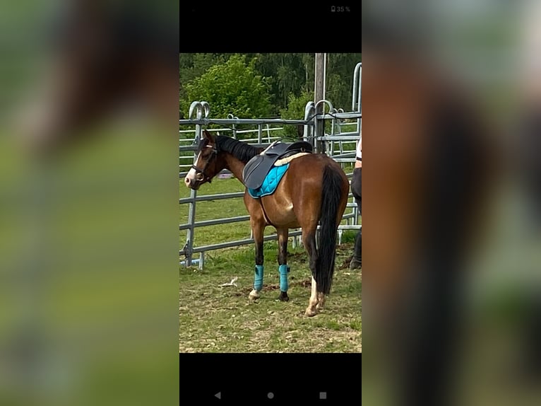 Welsh B Mare 7 years 12,2 hh Brown in Extertal