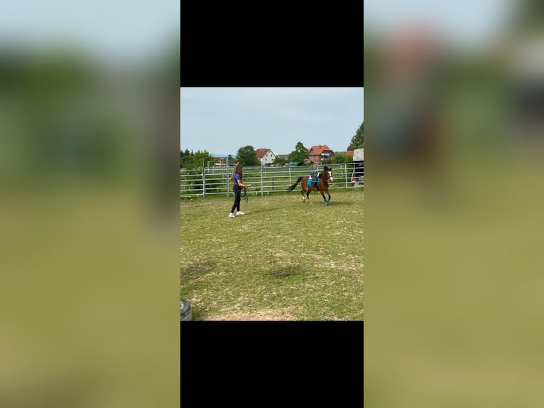 Welsh B Mare 7 years 12,2 hh Brown in Extertal