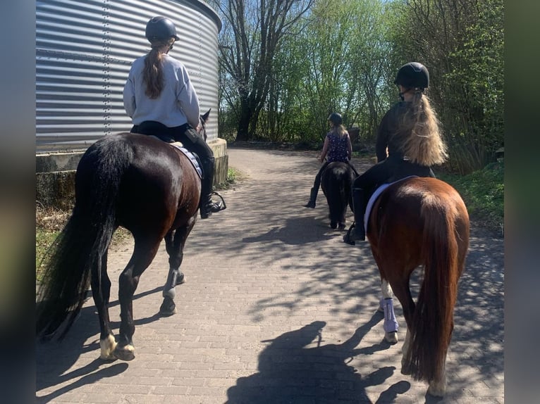 Welsh B Mare 7 years 12,2 hh Chestnut-Red in Neulehe