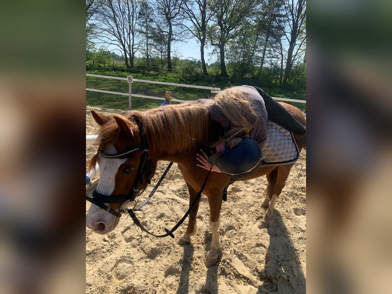 Welsh B Mare 7 years 12,2 hh Chestnut-Red in Neulehe