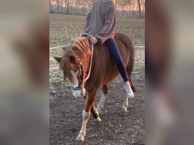 Welsh B Mare 7 years 12,2 hh Chestnut-Red in Neulehe