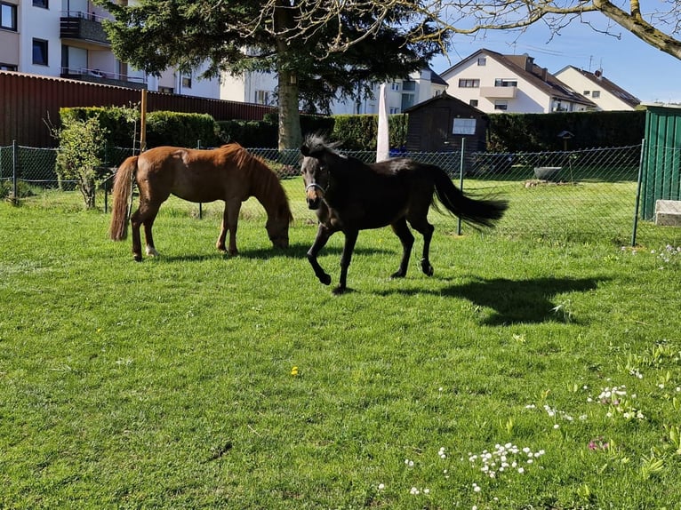 Welsh B Mare 7 years 12,2 hh in Schömberg