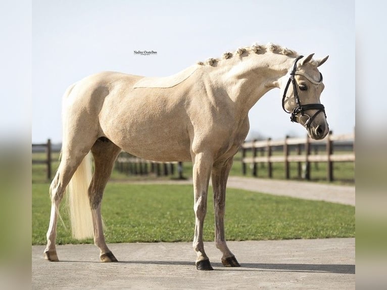 Welsh B Mare 7 years 12,2 hh Palomino in Kirchdorf in Tirol