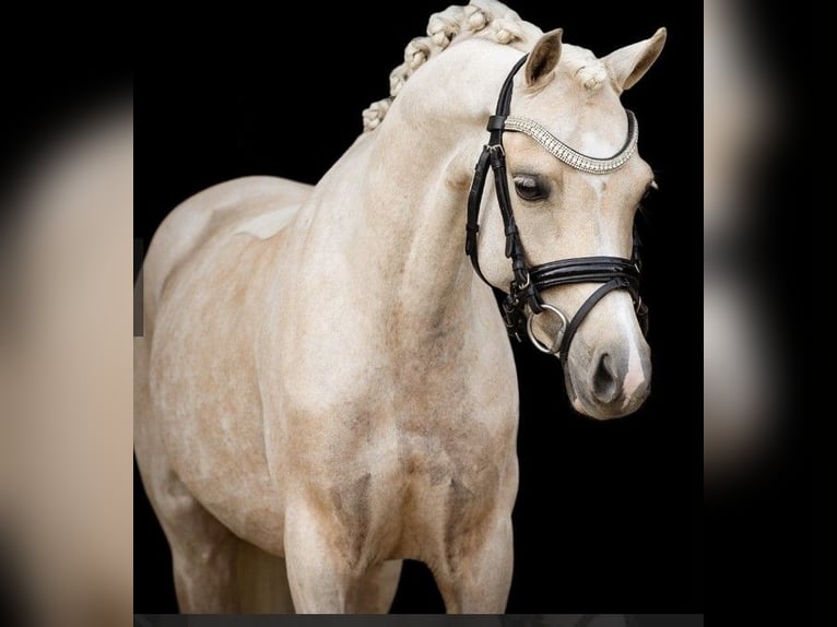 Welsh B Mare 7 years 12,2 hh Palomino in Kirchdorf in Tirol