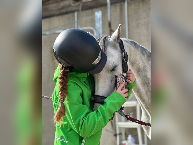 Welsh B Mare 7 years 12,3 hh Grey in Korschenbroich