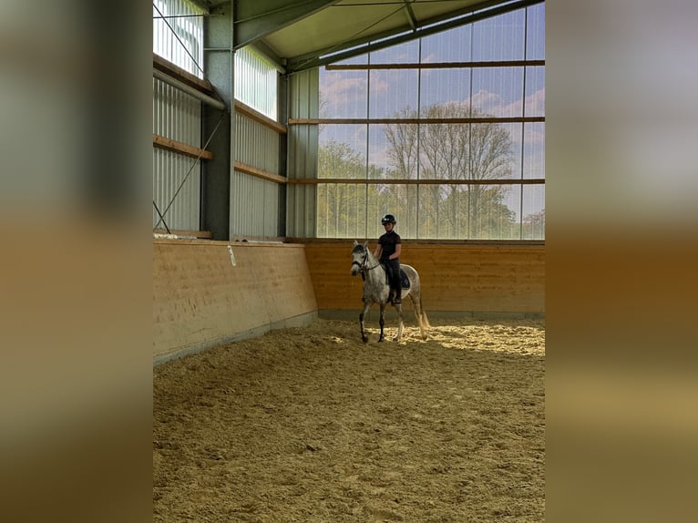 Welsh B Mare 7 years 12,3 hh Grey in Korschenbroich