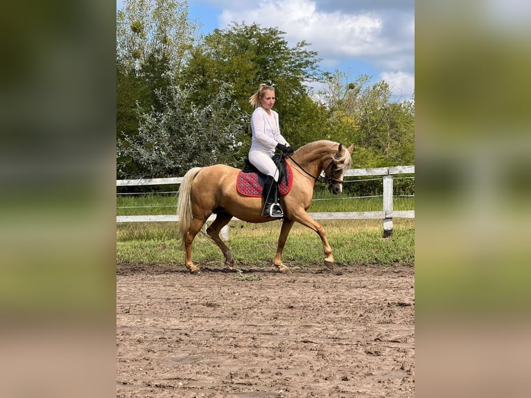 Welsh B Mare 7 years 12,3 hh Palomino in Tata