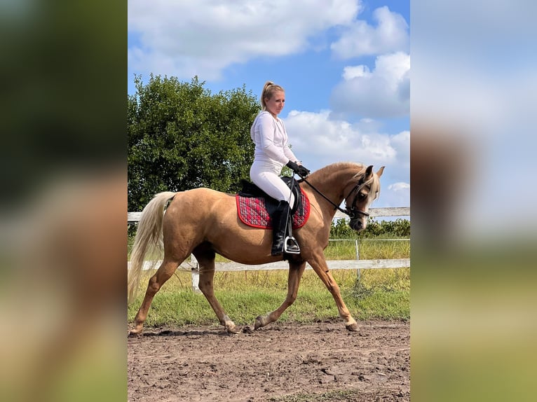 Welsh B Mare 7 years 12,3 hh Palomino in Tata