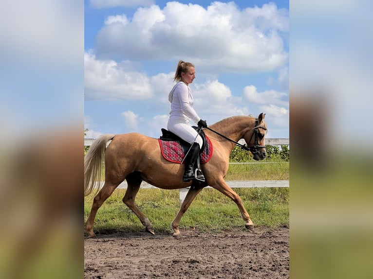 Welsh B Mare 7 years 12,3 hh Palomino in Tata
