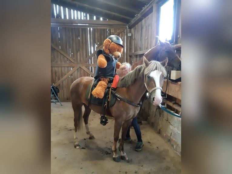 Welsh B Mare 7 years 13 hh Chestnut-Red in Sulzfeld