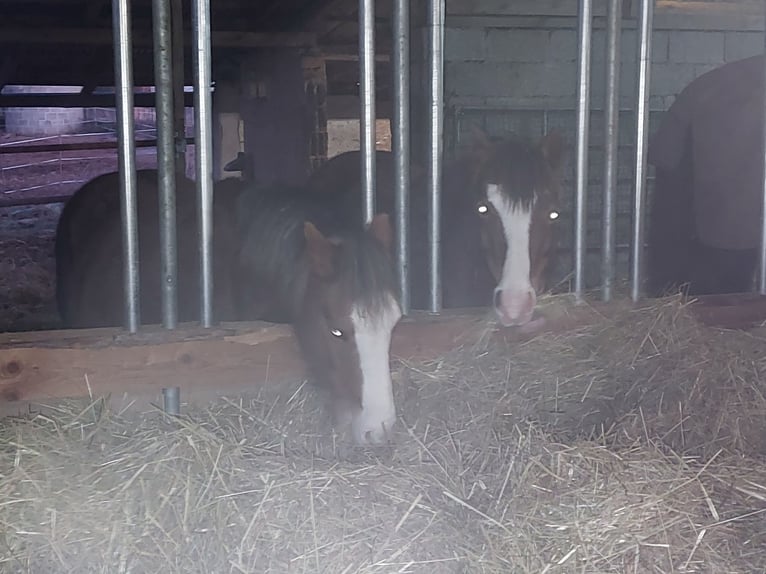 Welsh B Mare 7 years 13 hh Chestnut-Red in Sulzfeld