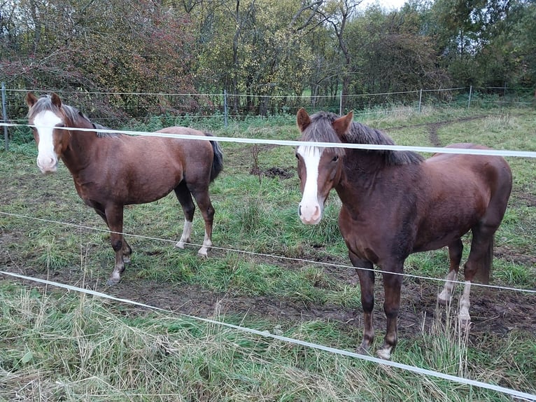 Welsh B Mare 7 years 13 hh Chestnut-Red in Sulzfeld