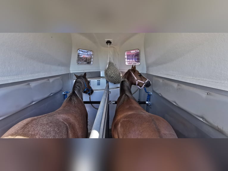 Welsh B Mare 7 years 13 hh Chestnut-Red in Sulzfeld