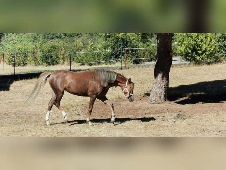 Welsh B Mare 7 years 13 hh Chestnut-Red in Sulzfeld