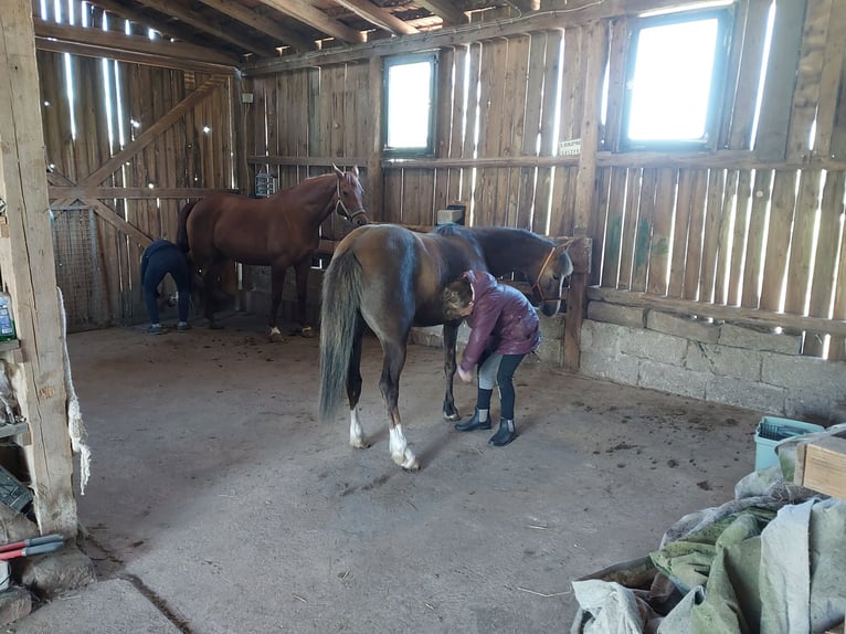 Welsh B Mare 7 years 13 hh Chestnut-Red in Sulzfeld