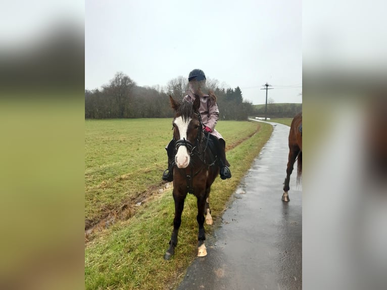 Welsh B Mare 7 years 13 hh Chestnut-Red in Sulzfeld