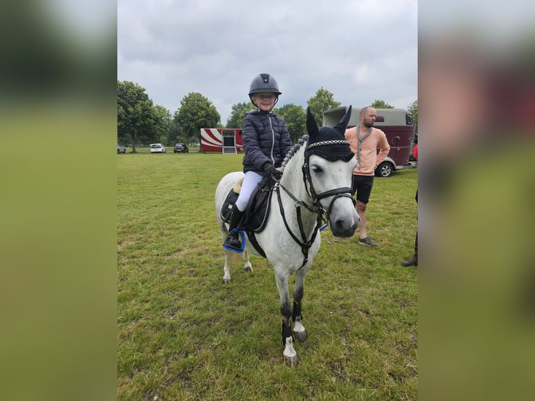 Welsh B Mare 8 years 11.3 hh Grey-Dapple in Nieuw-Buinen